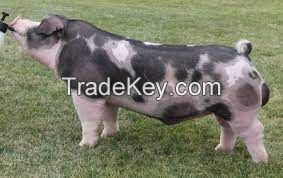 Gloucestershire Old Spots Pig FOR SALE, livestock for sale online 