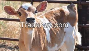 jersey cow FOR SALE, livestock for sale online