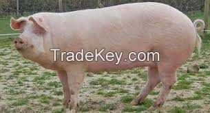 Danish Landrace Pig FOR SALE, livestock for sale online