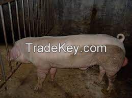 Danish Landrace Pig FOR SALE, livestock for sale online
