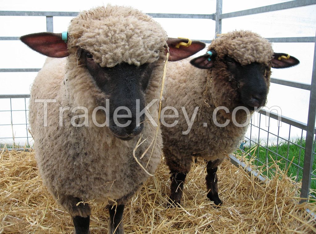 SHROPSHIRE SHEEP  for sale, livestock for sale online