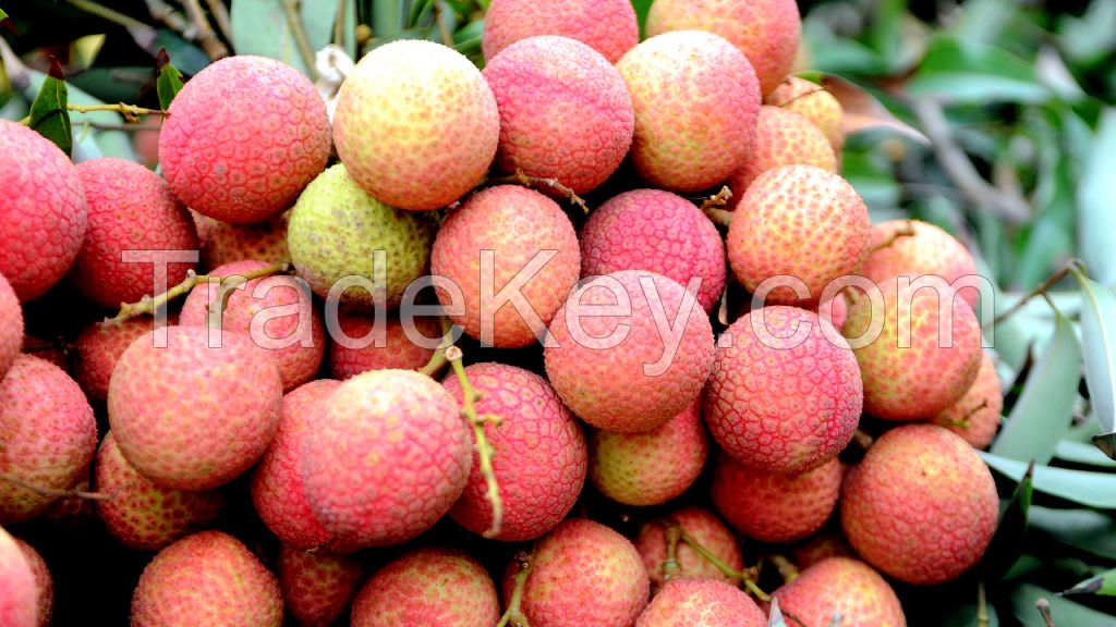 High rare quality Viet Nam fresh lychee egg 