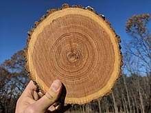 Logs Timber