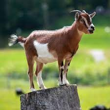 Live Stock GOAT