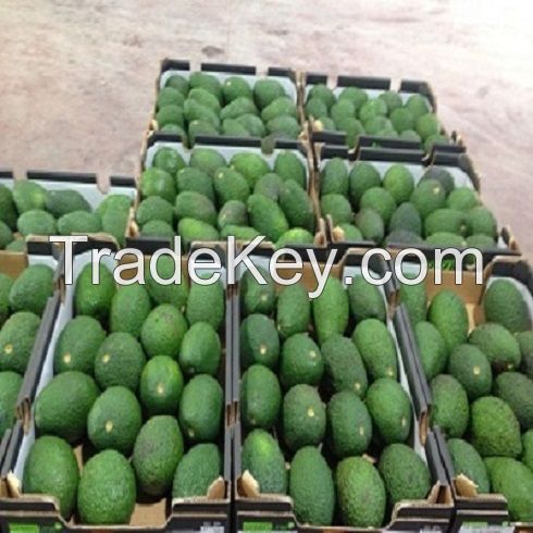  Fresh Avocados