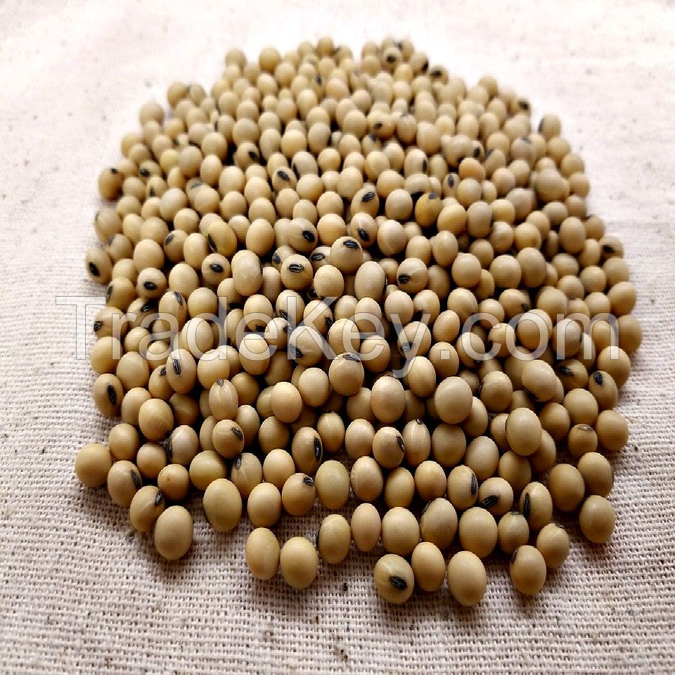 Soybeans Seeds