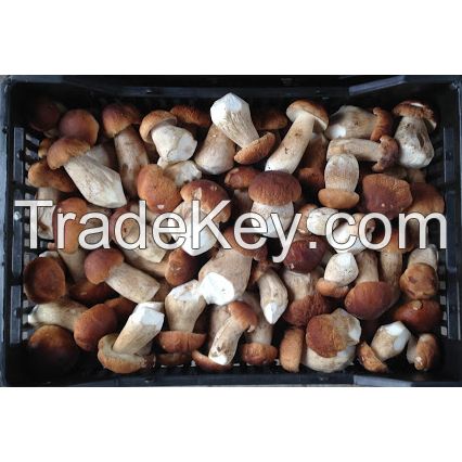 Boletus Mushrooms 