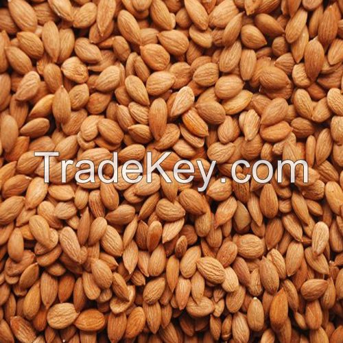 Apricot Kernels