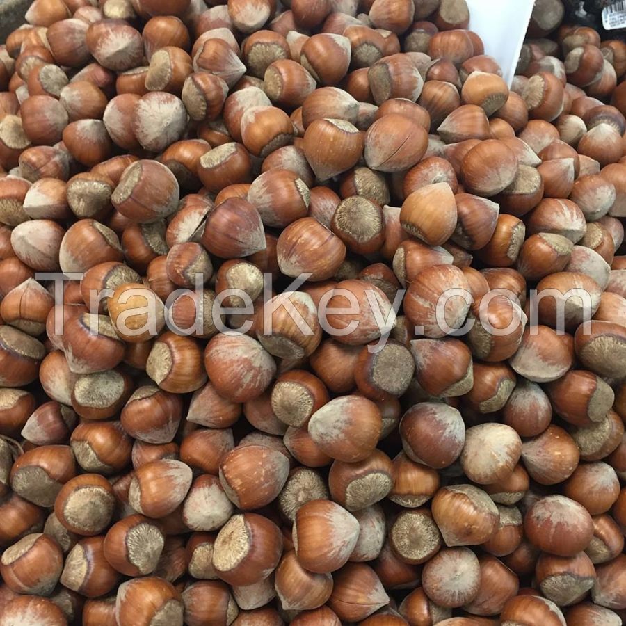 Hazelnuts 