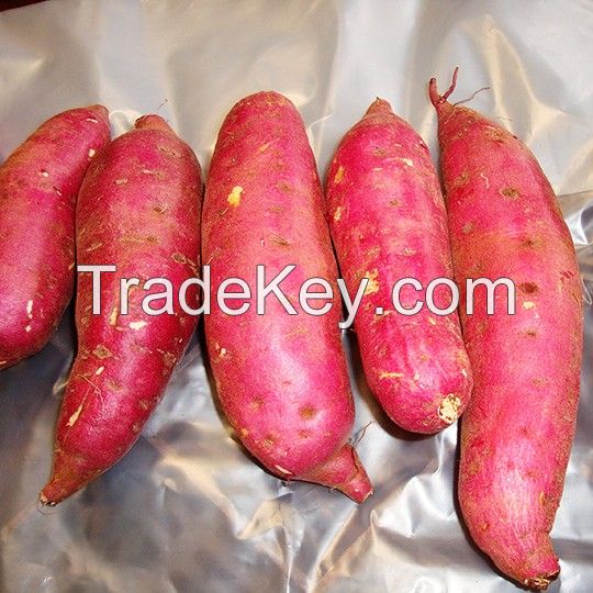 Fresh Sweet Potatoes