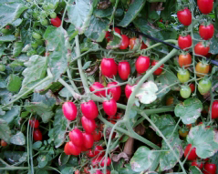 Quality And Sell Grape Tomato Seeds 3