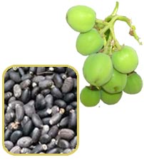 Quality And Sell Jatropha Seeds