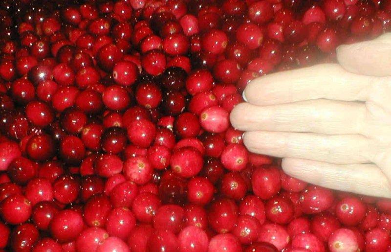 Quality And Sell Organic Dried Cranberries