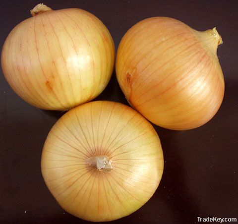 Quality and Sell yellow onion