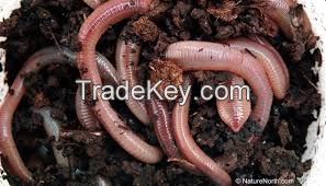 Quality and Sell High  quality  freeze dried meal worm animal food natural