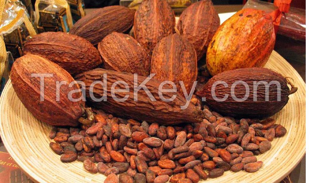 Quality and Sell High Quality Dried Raw Natural Cocoa Beans - hot sale