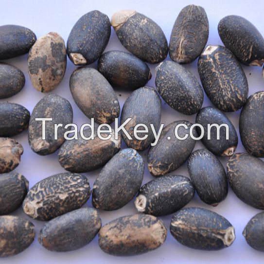 Quality and Sell  Premium Quality New Crop Jatropha Seeds 