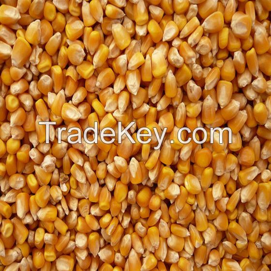 Quality and Sell High-Quality Hot Sale Non-Gmo Feed Grade Corn Protein Meal / Zein / Corn Gluten 