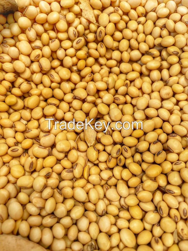 Quality and Sell Quality Soy beans from Nigeria Available 