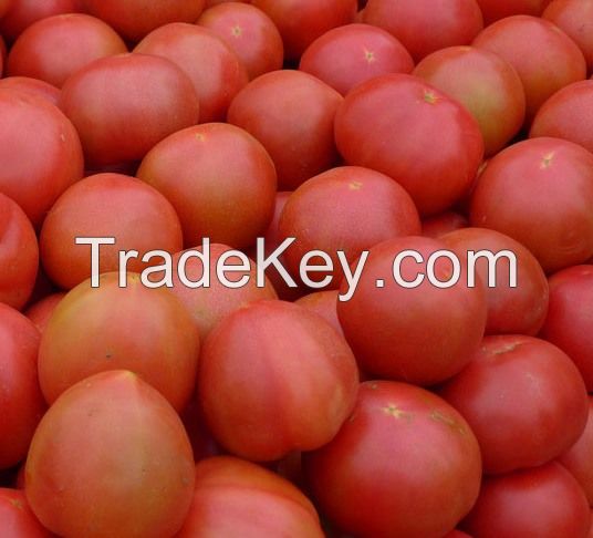 Quality and Sell Fresh Tomatoes