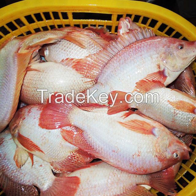 Quality and Sell Seafood Fresh Frozen Red Tilapia Fish Red Snapper Tilapia Fish