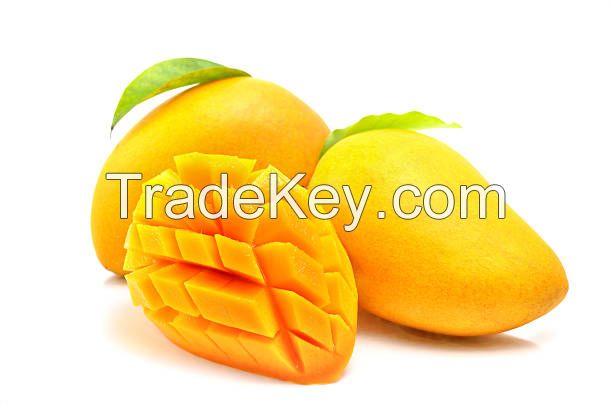 Fresh Cat Chu Mango From Vietnam- High Quality Fresh Fruit Smooth 100% Natural Sweet (HuuNghi Fruit)