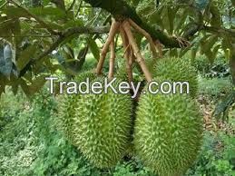 Fresh RI6 Durian From Vietnam-High Quality and Competitive Price (HuuNghi Fruit)