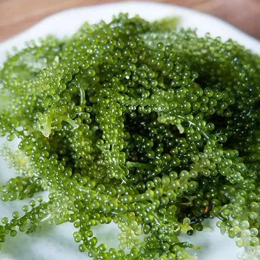 SEA GRAPES / GREEN CAVIAR