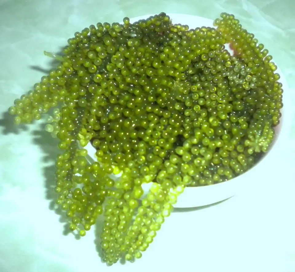 SEA GRAPES / GREEN CAVIAR