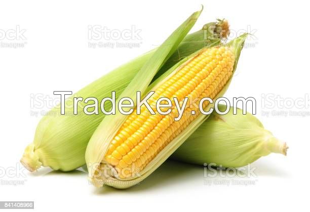 CORN