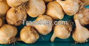 GARLIC