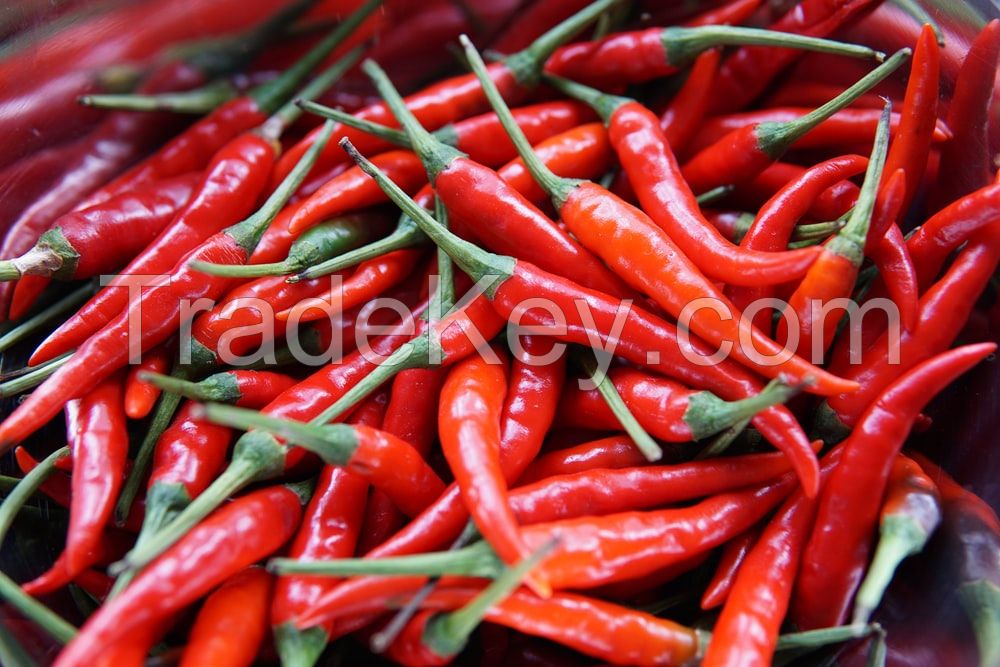 chilli pepper