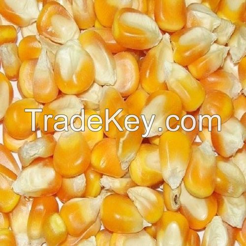 White Corn, Yellow Corn Other Grain