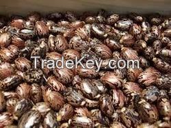 Flower seeds, Grass seeds, Herbs seeds, oil seeds, vegetable seeds Cotton seeds