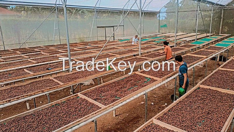 Arabica Coffee Green Beans