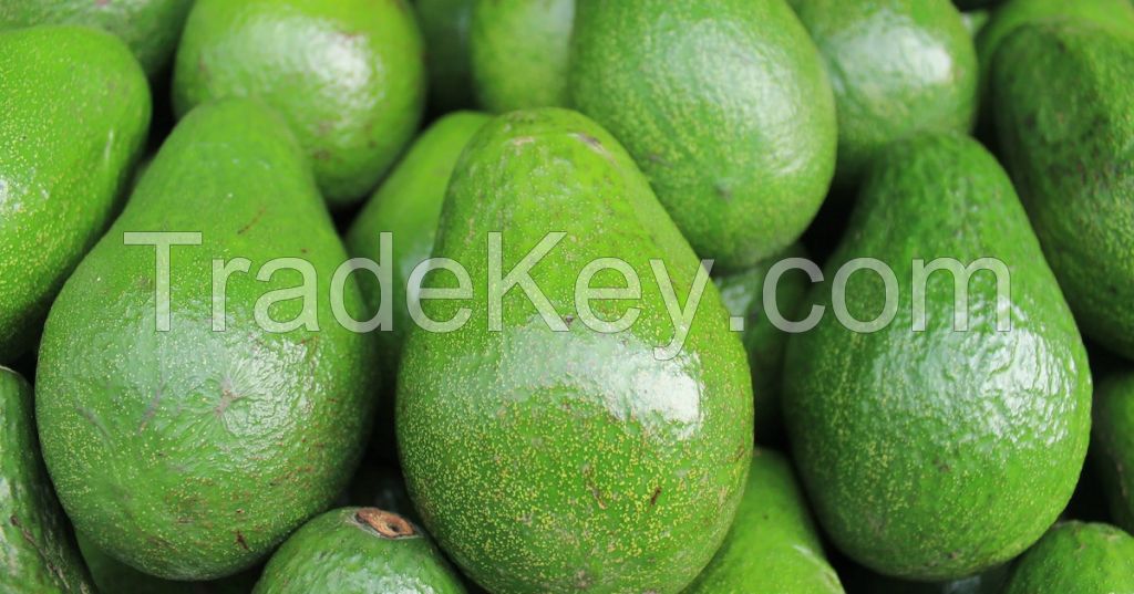 Fresh Avocado For Export With The Best Price Standard High from South Africa