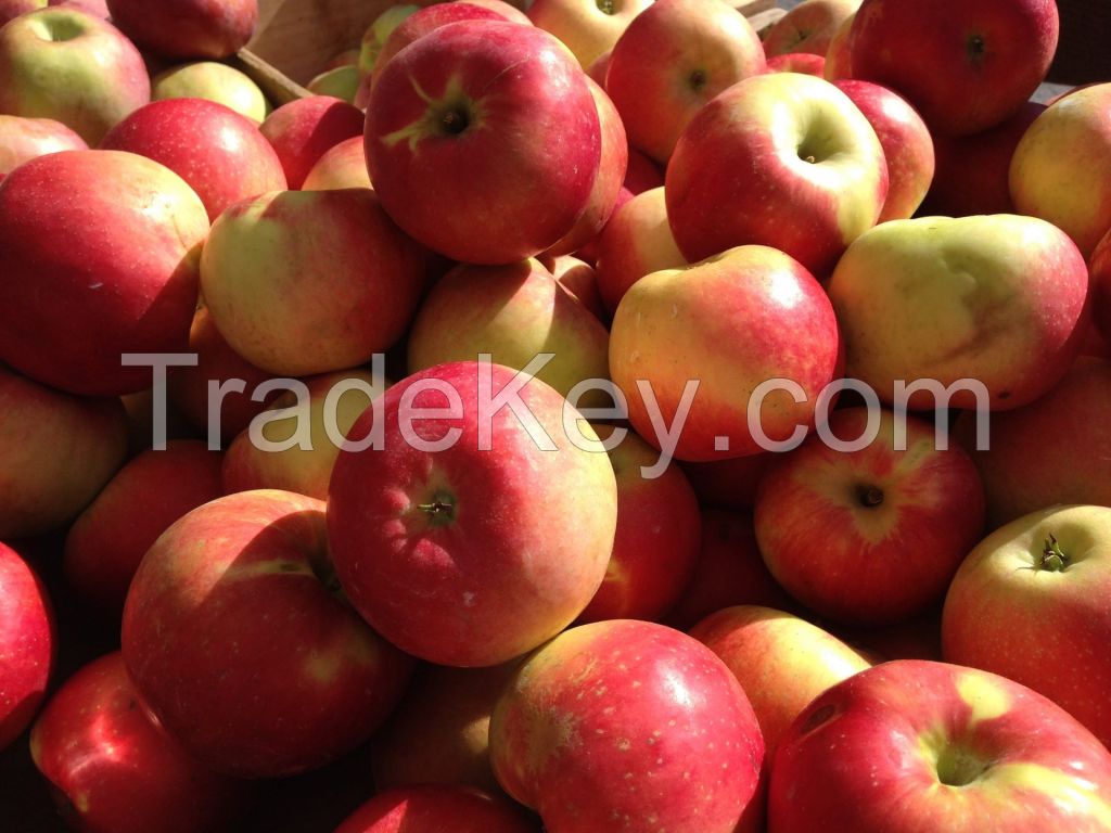 anufacturer price top guality fresh royal fruit gala apple