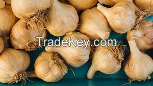 Garlic