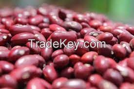 Red Kidney Bean, Gojam Type