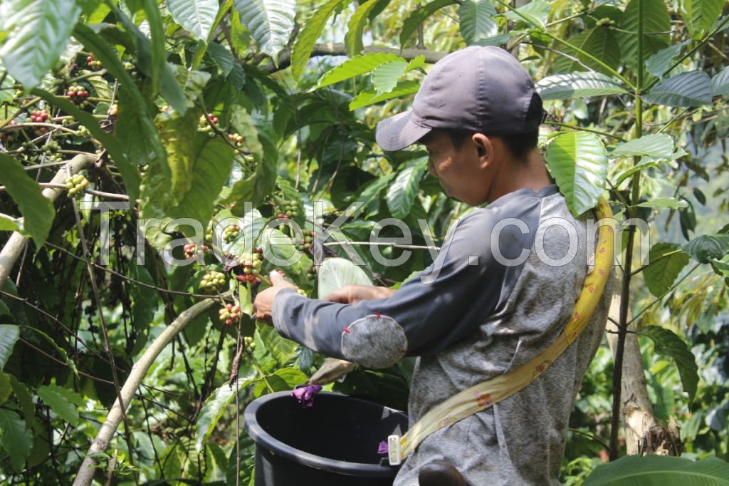 Robusta Green Coffee Indonesia Single Origin