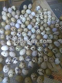 Quail Eggs Available In Bulk Quantity At Cheapest Price