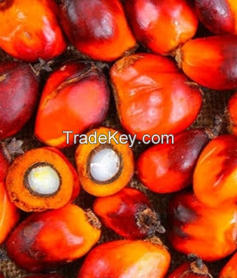 Plam kernel fruits