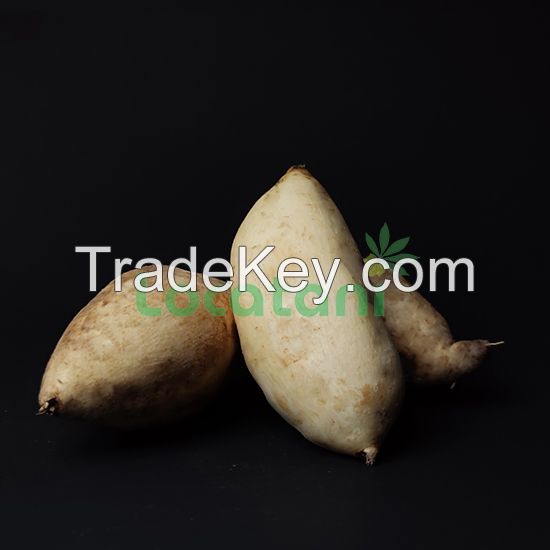 White Sweet Potato