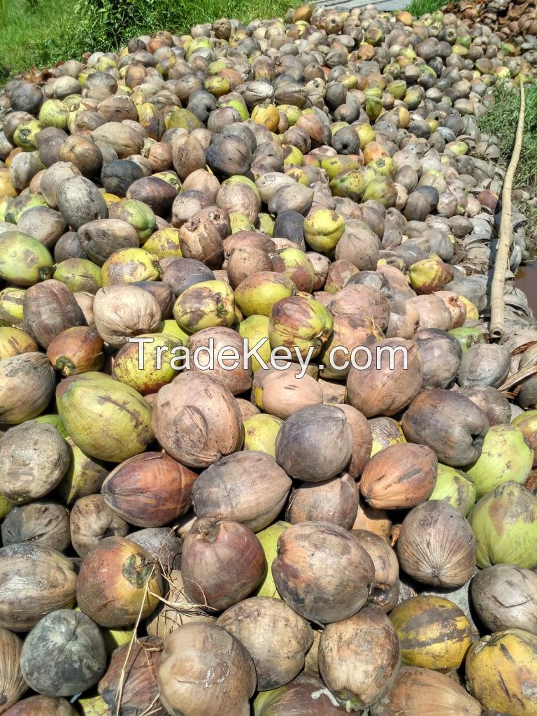 Semi Husked Coconut