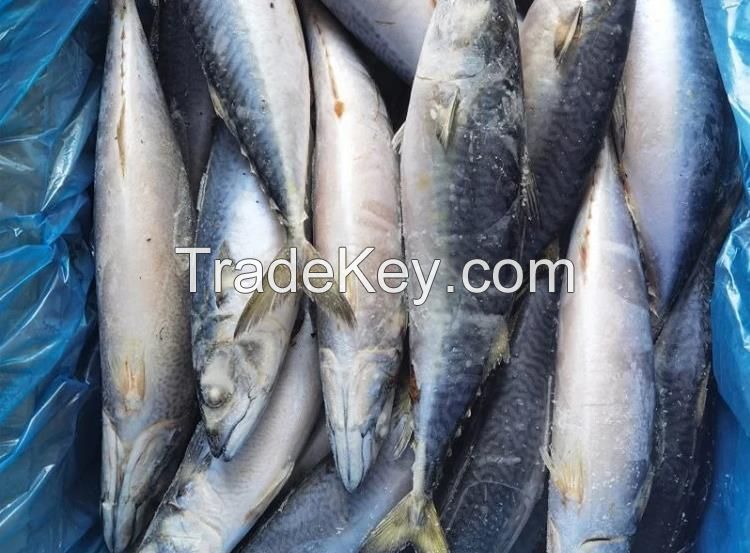 Frozen Pacific Mackerel Scomber Japonicus Fish