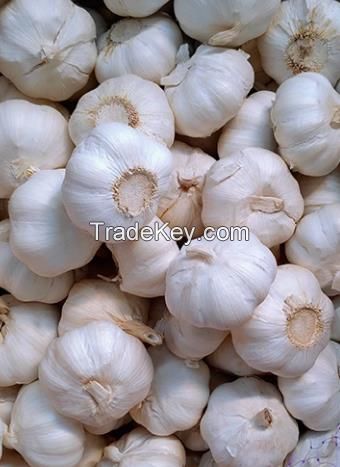 Top Quality 4.5cm, 5.0cm, 5.5cm, 6.0cm Chinese White Fresh Garlic