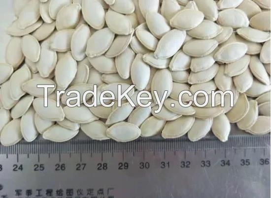 High Quality Pumpkin Seeds White/Shine Skin Pumpkin Seeds for Sale 11cm, 13cm