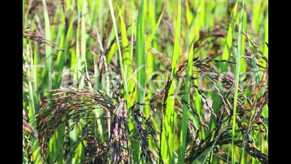 Black Rice/Organic rice/Healthy Rice