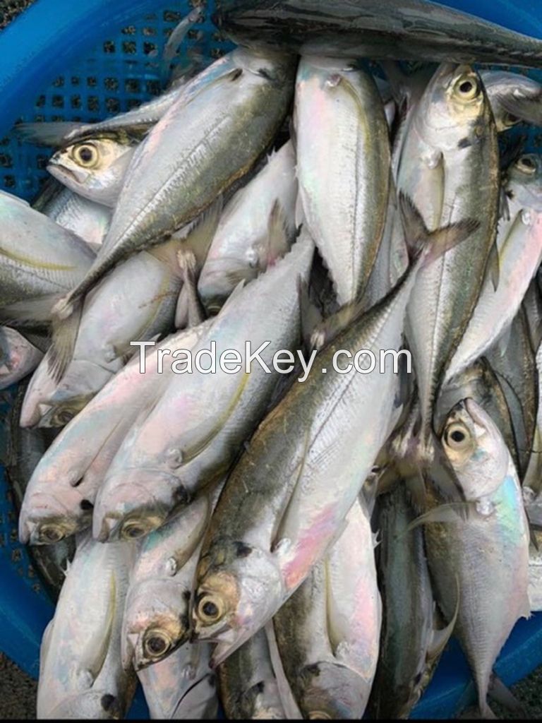 Frozen Horse Mackerel Best Price From Vietnam Manufacture