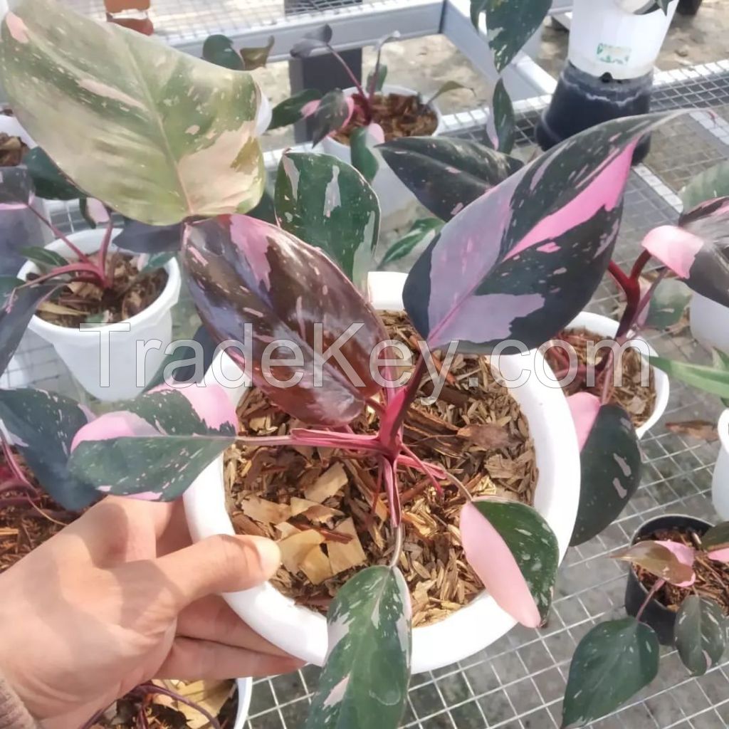 philodendron pink princes &#039;cherry&#039;